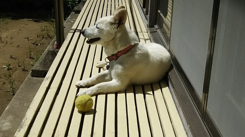 DSC_0688 - コピー