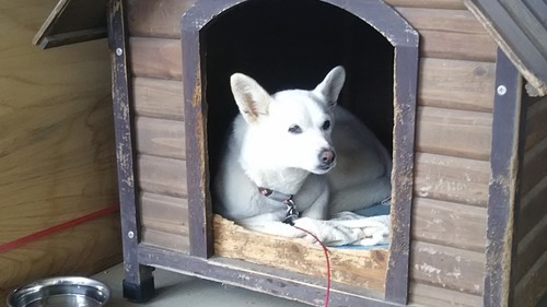 DSC_0684 - コピー