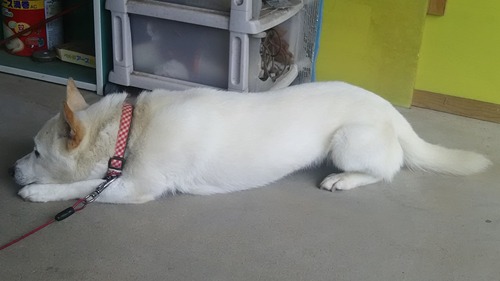 DSC_1627 - コピー