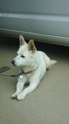 DSC_1638 - コピー