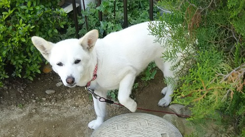 DSC_0330 - コピー