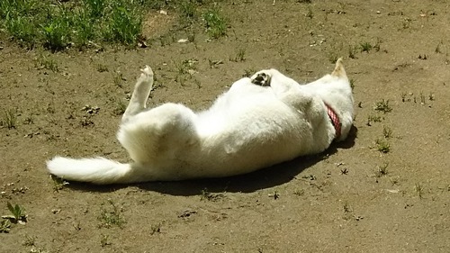 DSC_0686 - コピー