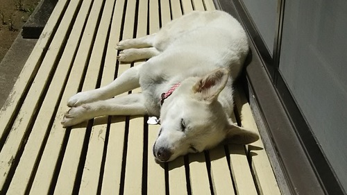 DSC_0689 - コピー