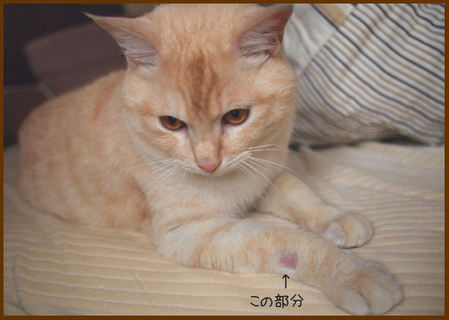 クリームちゃんの足。
