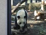 panda2