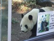 panda1