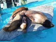 seals