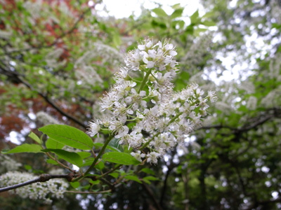R0010809