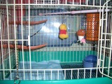 ikkai