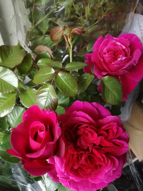 バラ苗 プラリーヌルージュ&ケルビーノ policeproducts.com