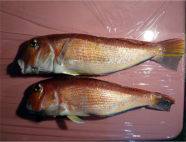 amadai