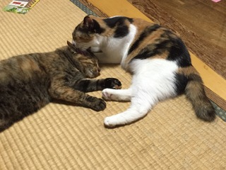 ちゃみ&びじん