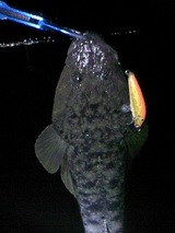 e4758b13.jpg