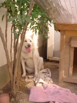 DSC07012