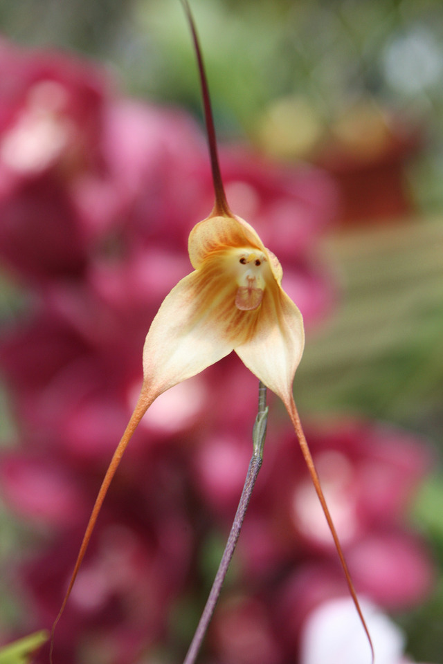 monkey orchid 1