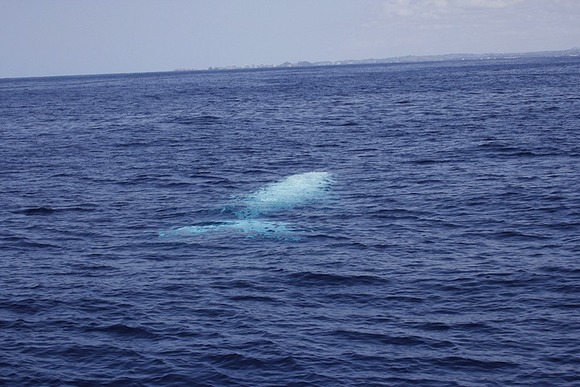 migaloo11