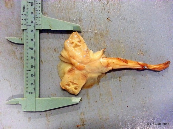 two-headed-ray-bottom