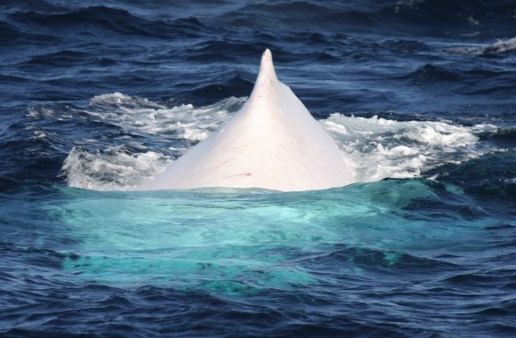 migaloo7
