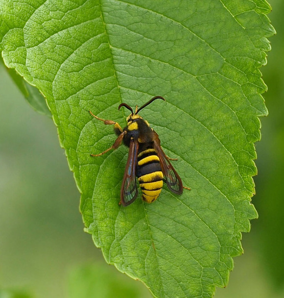 hornet-moth-2