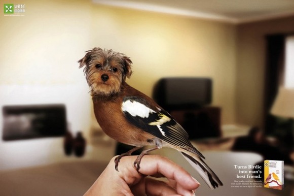 Birds-with-Dog-Heads-01-685x456