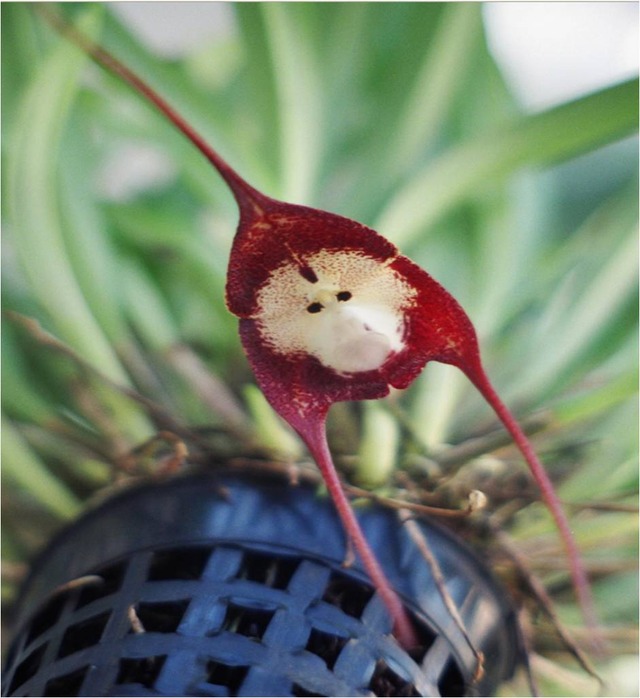 monkey orchid 4