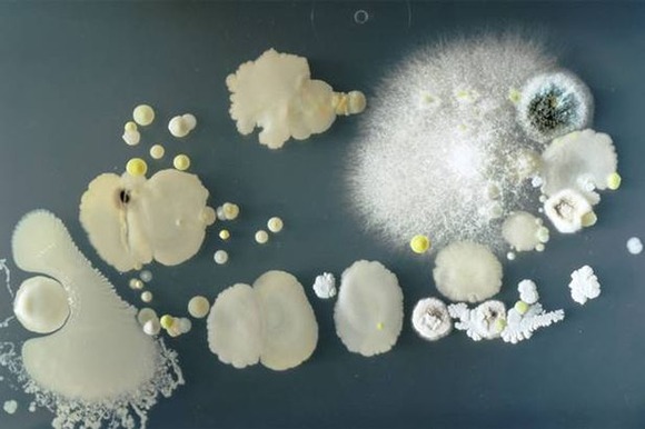 Bacteria-phones (2)