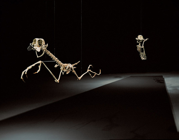 Geococcyx-AnimatusLeft-Canis-Latrans-AnimatusRight-1