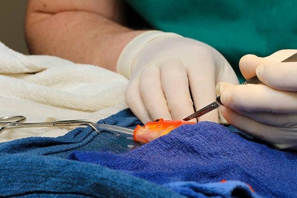 goldfish-surgery-2-750x500