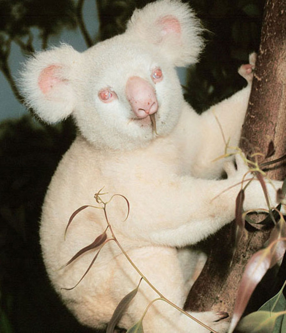 albino_animals_20__880