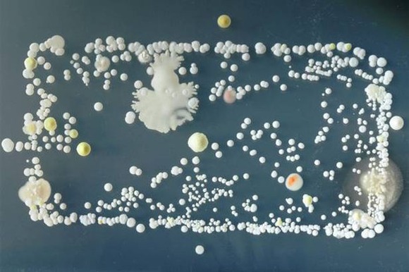 Bacteria-phones (1)