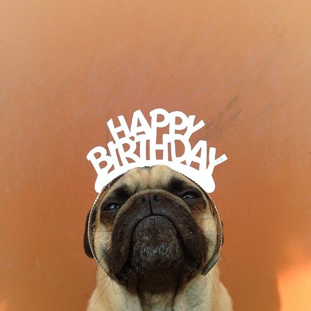 normthepug05