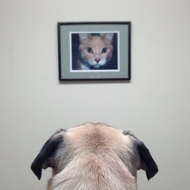 normthepug04