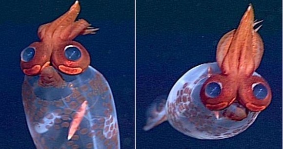 TaoniusMBARI