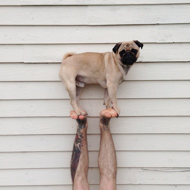 normthepug14