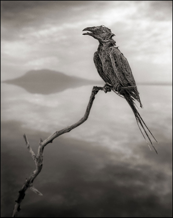 deadly-lake-in-tanzania-calcifies-animals-designboom-05