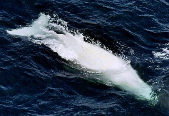 migaloo5