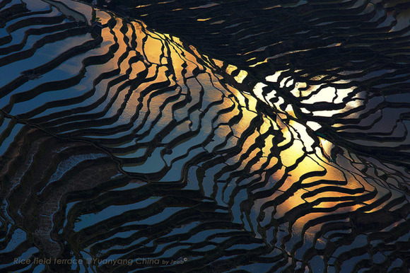 terraced-rice-fields-10__880-650x433