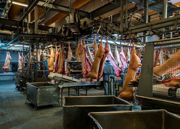 slaughterhouse-alastair-philip-wiper-11