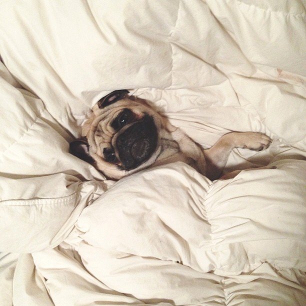 normthepug12