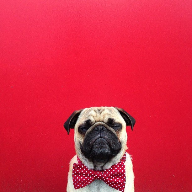 normthepug01