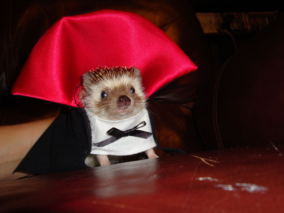 halloween-costumes-for-pets-13