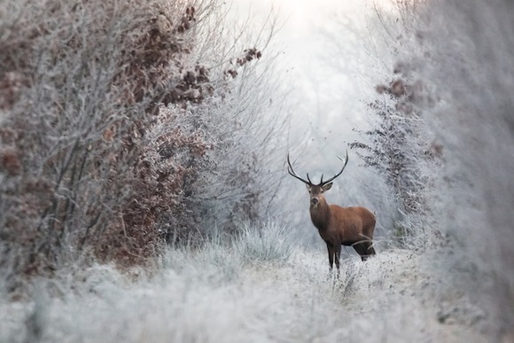deer