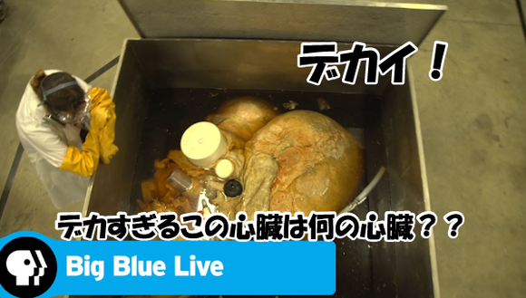 キャプチャリング600