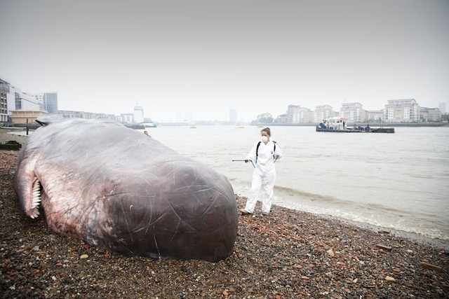 beachedwhale04
