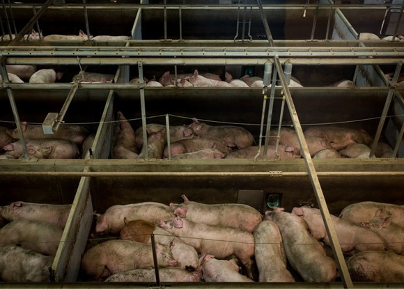 slaughterhouse-alastair-philip-wiper