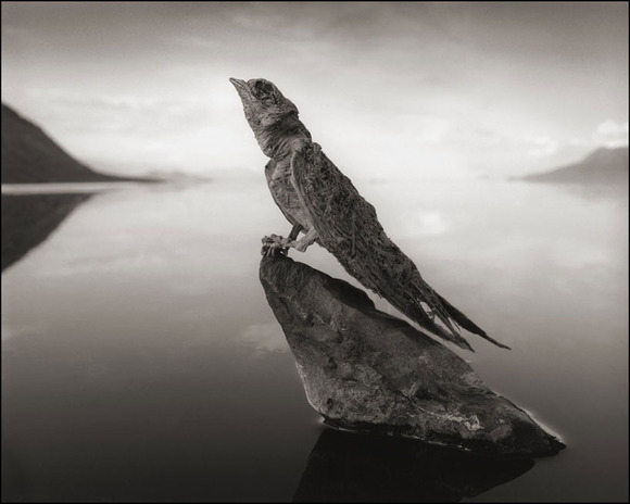 deadly-lake-in-tanzania-calcifies-animals-designboom-06