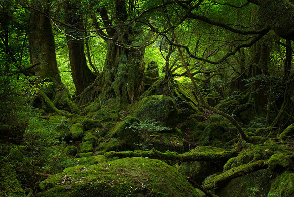 yakushima_forest