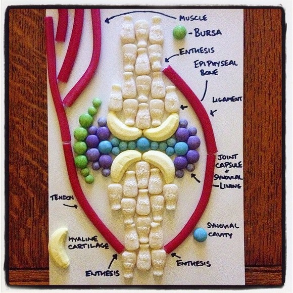 Synovial-Sweets-Candy-Cartilage