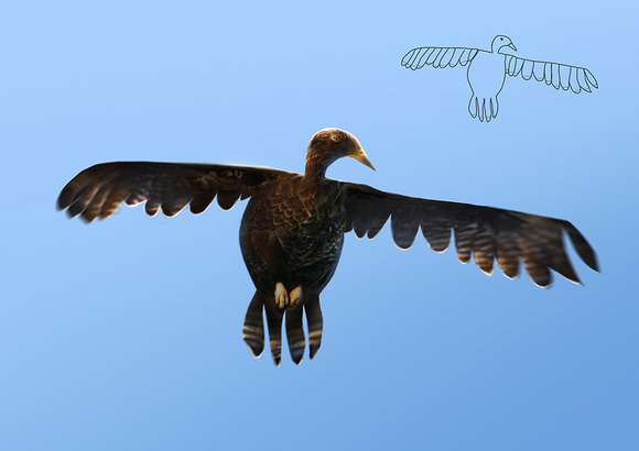 eaglesmaller