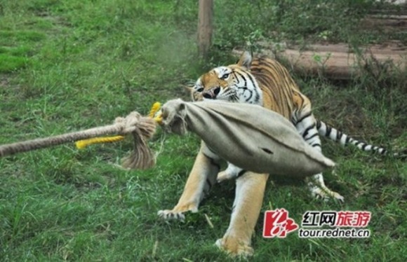 tiger-tug-of-war2-550x355